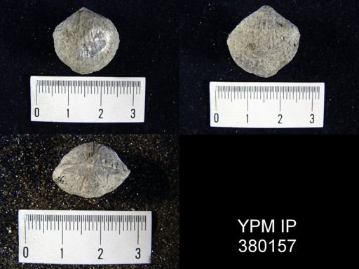Atrypa reticularis
