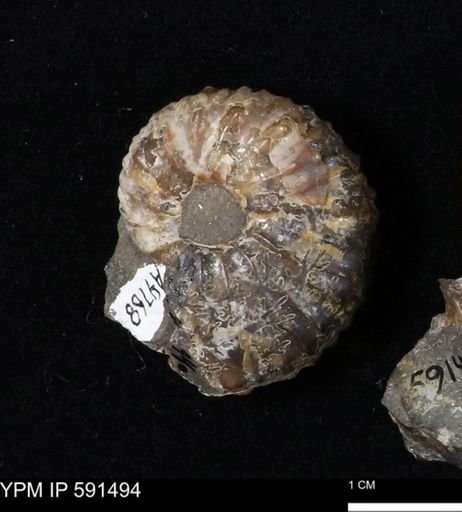 Hoploscaphites