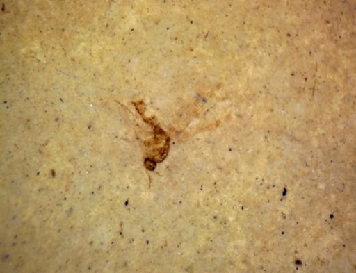 Diptera?