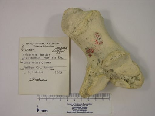 Teleoceras fossiger