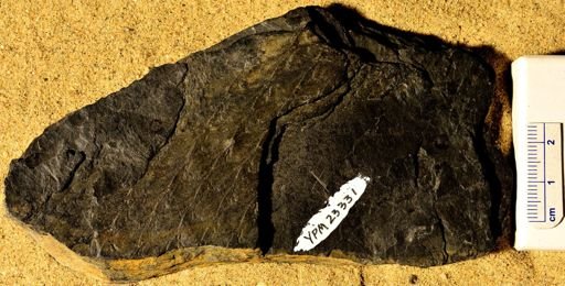 Lycopodites sp.