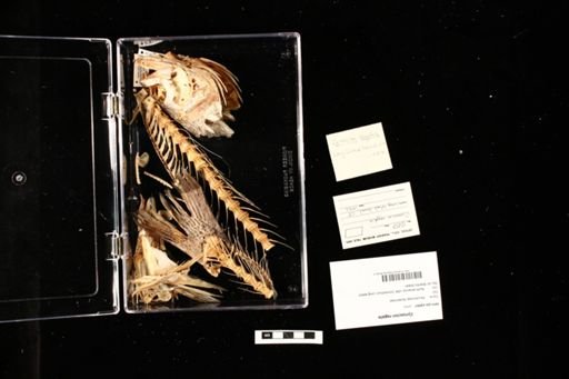 Cynoscion regalis