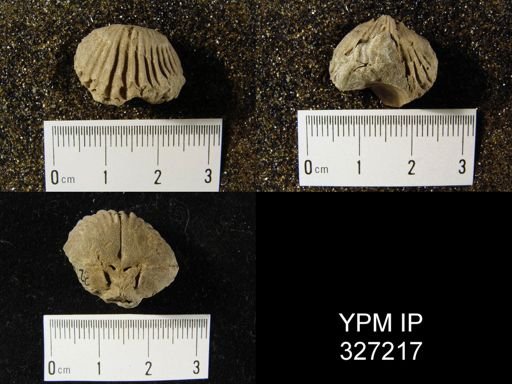 Camarotoechia contracta