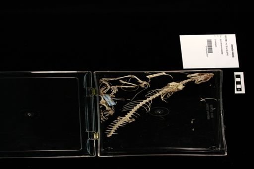Uromastyx maliensis
