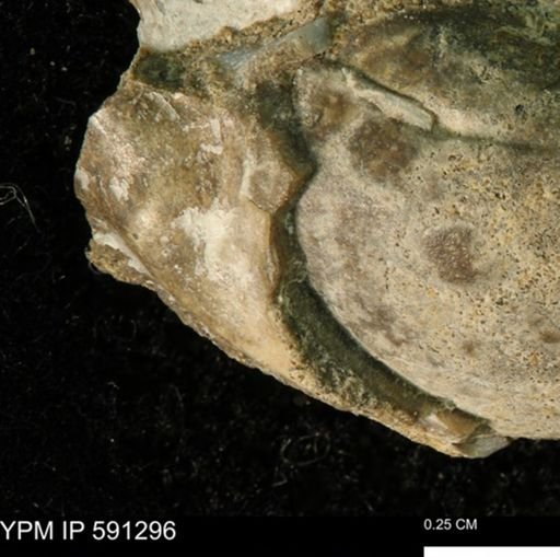 undet. Bivalvia