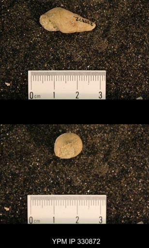 Meekospira peracuta choctawensis
