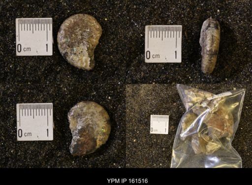 Discoscaphites conradi