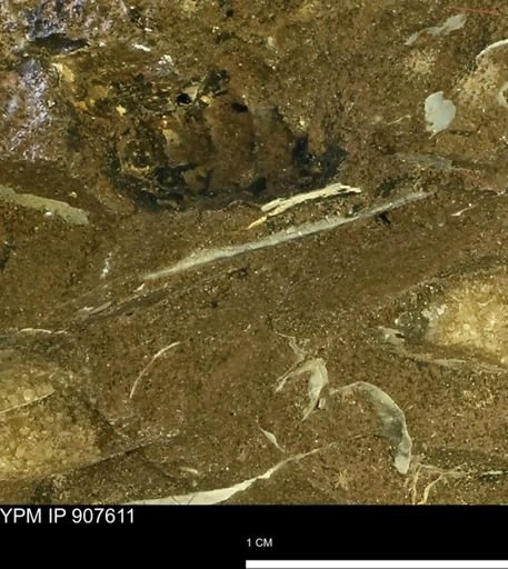 undet. Mollusca