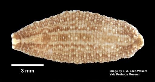Placobdella papillifera