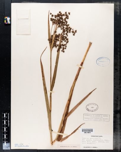 Scirpus sylvaticus
