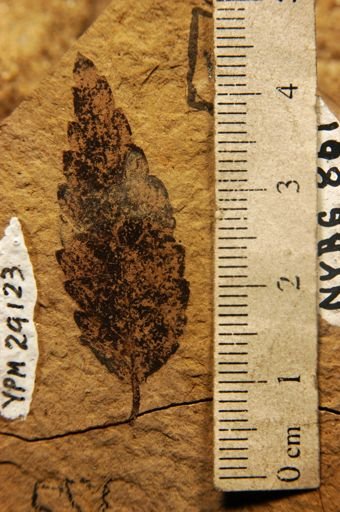 Zelkova oregoniana