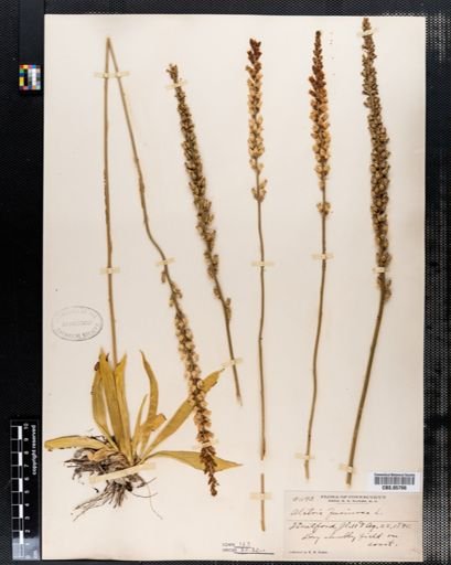 Aletris farinosa