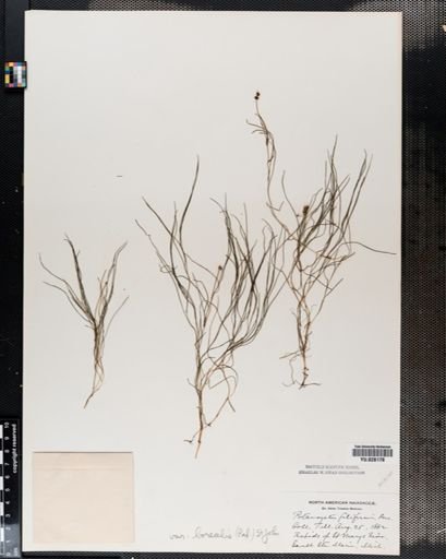 Plantae
