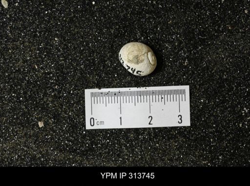 Euspira obliquata