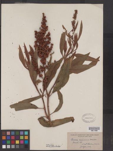 Rumex mexicanus