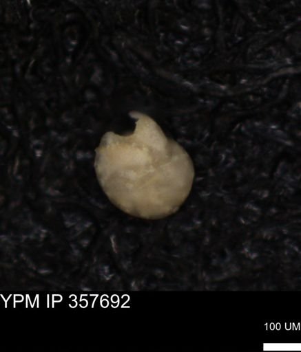undet. Foraminiferida
