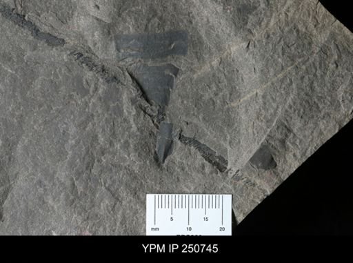 undet. Eurypterida