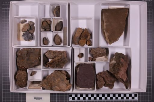 mixed taxa, stratigraphic collection