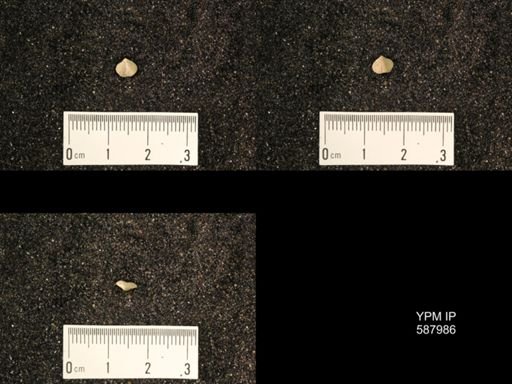 Zygospira modesta