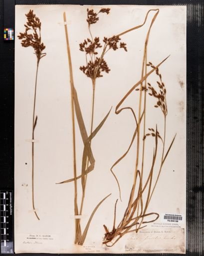 Scirpus lineatus