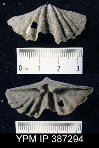 Tylothyris sp.