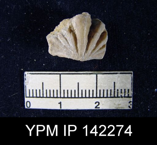 Spiriferina cristata