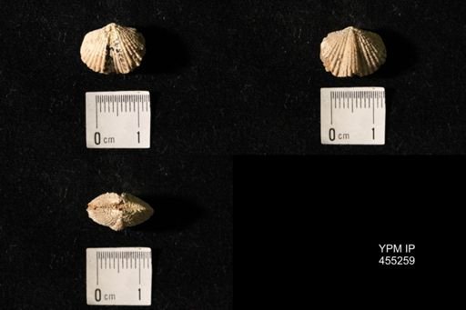 Platystrophia elegantula