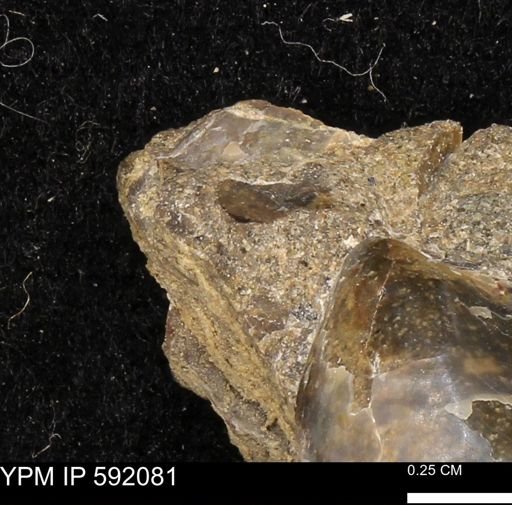 undet. Bivalvia