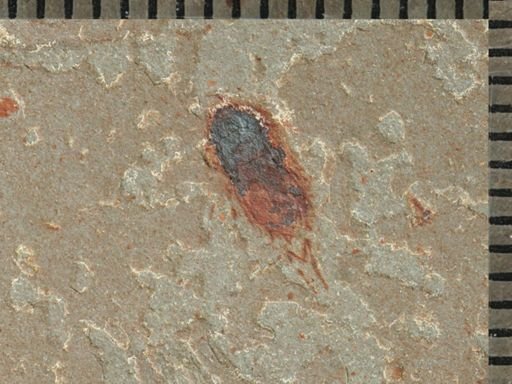 Hemiptera?
