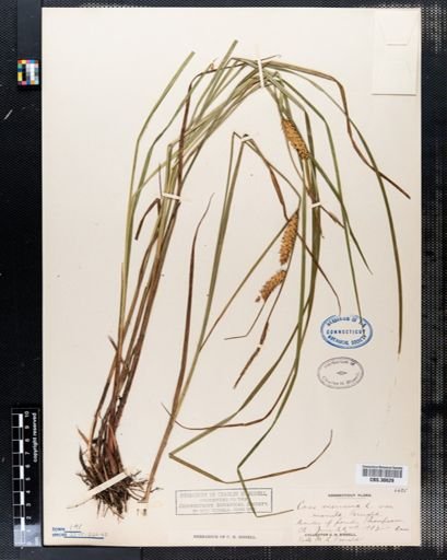 Carex vesicaria