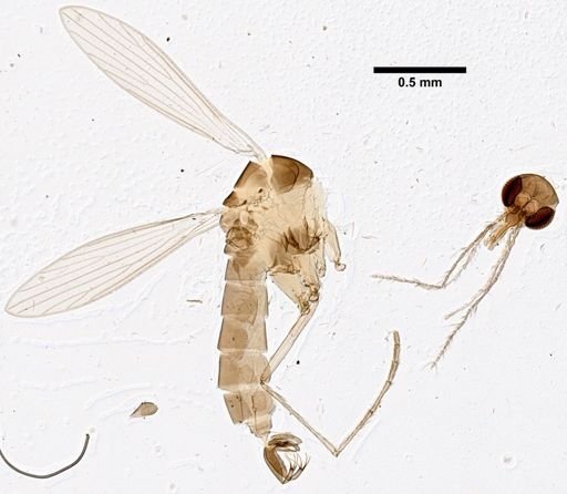 Sergentomyia formica