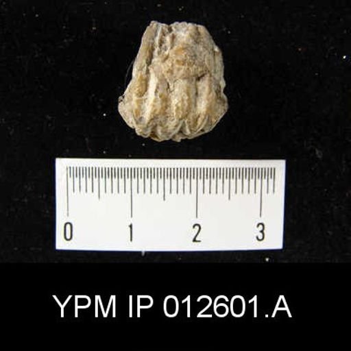 Camarophoria venusta