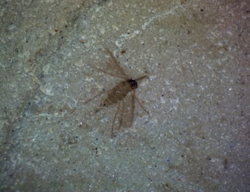 undet. Diptera