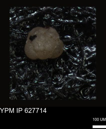 undet. Foraminiferida