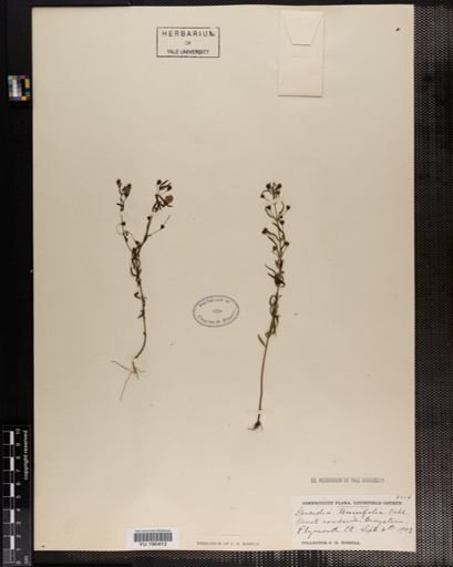 Plantae