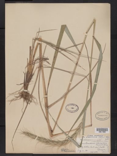 Elymus canadensis