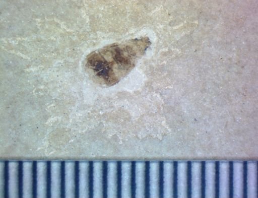undet. Coleoptera