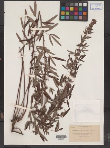 Lespedeza virginica