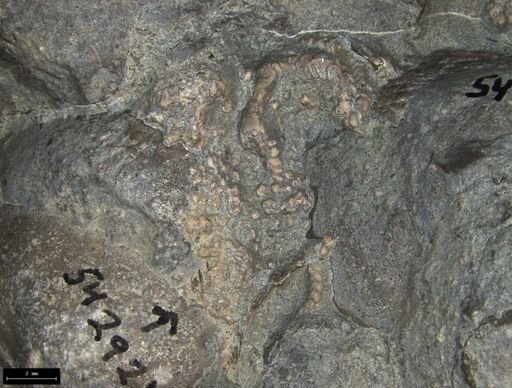 Aplocoma damesii