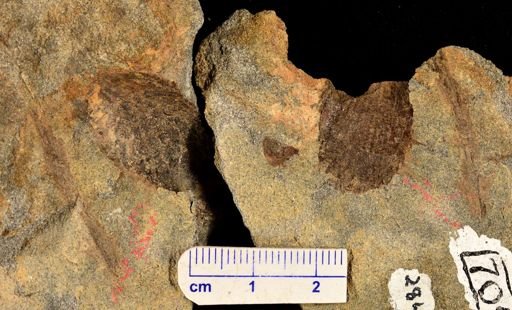Drepanophycus sp.