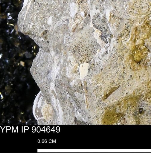 undet. Mollusca