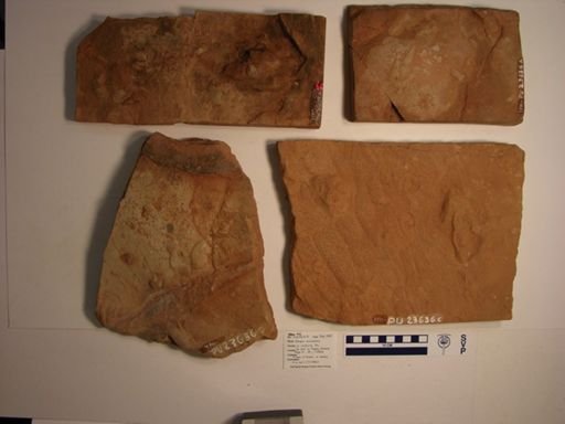 Atreipus acadianus