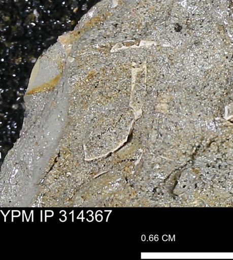 undet. Scaphopoda