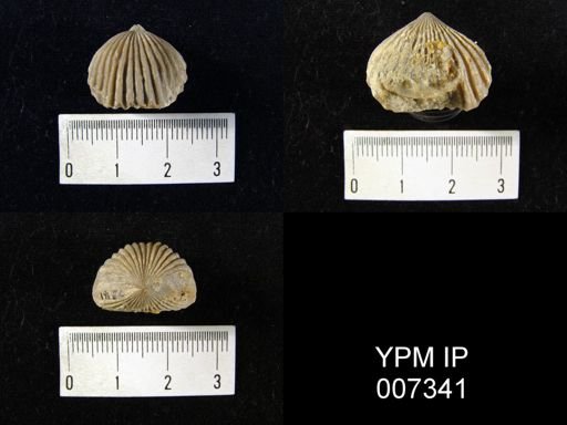 Uncinulus sp.