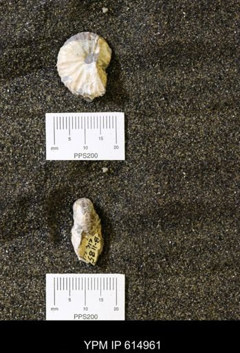 Discoscaphites sp.