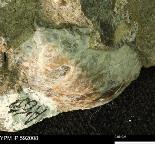 undet. Bakevelliidae