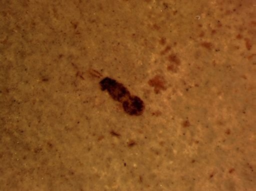 Hymenoptera?