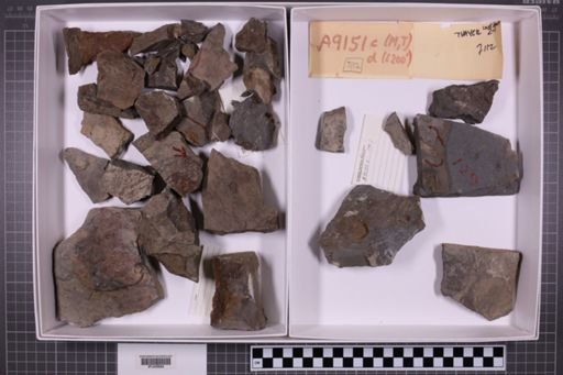 mixed taxa, stratigraphic collection