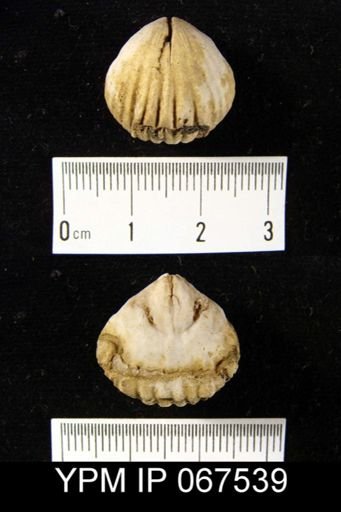 Uncinulus nucleolatus