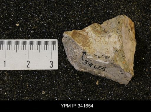 Scaphites sp.